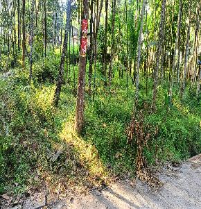 Plot for Sale in Thiruvananthapuram