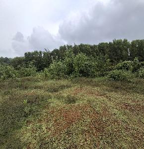 Plot for Sale in THENKAYEDAPADAVU VILLAGE, SHIBRIKERE POST, Ganjimutt