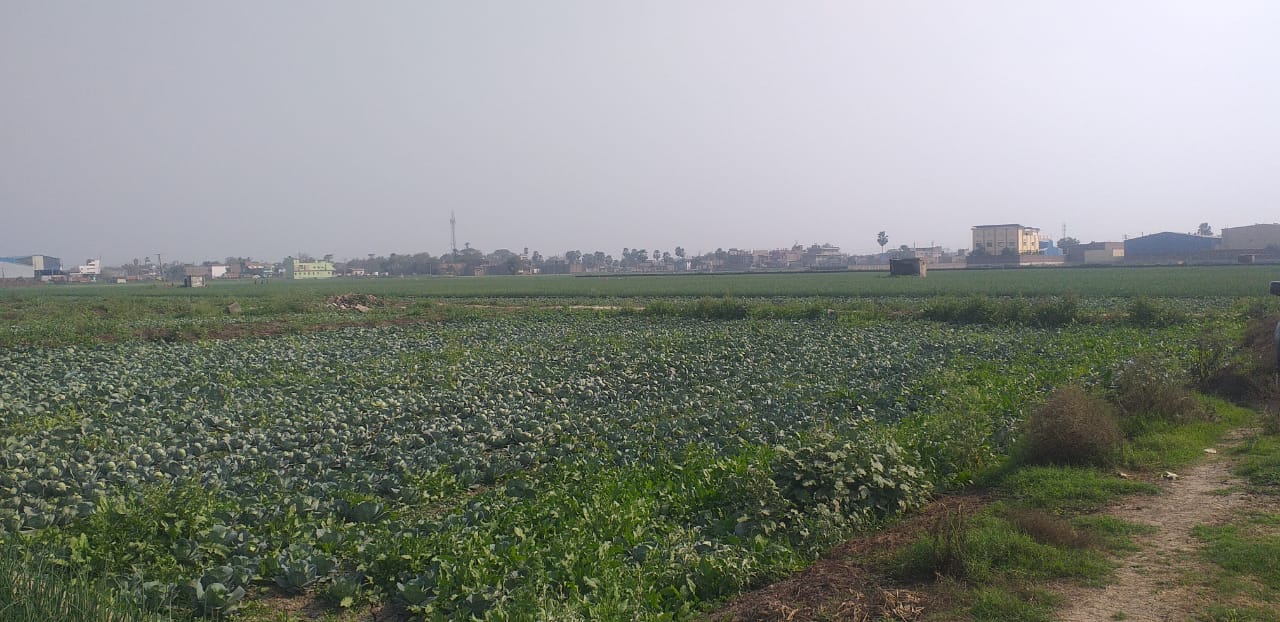 Plot for Sale in Murarpur, Patna