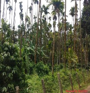 Agriculture Land for Sale in SAMSE VILLAGE, Mudigere