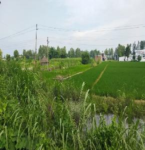 Plot for Sale in Bazpur