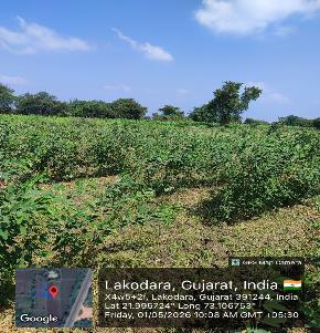 Agriculture Land for Sale in Mouje: Lakodara, Taluka: Karjan, Karjan