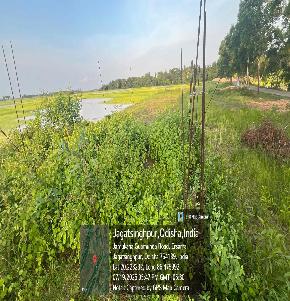 Plot for Sale in BHITARANDHARI ERASAMA JAGATSINGHPUR, Jagatsinghpur
