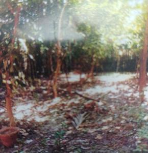 OPEN LAND for Sale in Basirhat