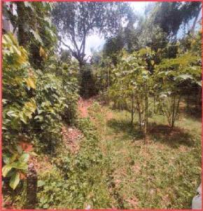 Plot for Sale in Lebachhara
