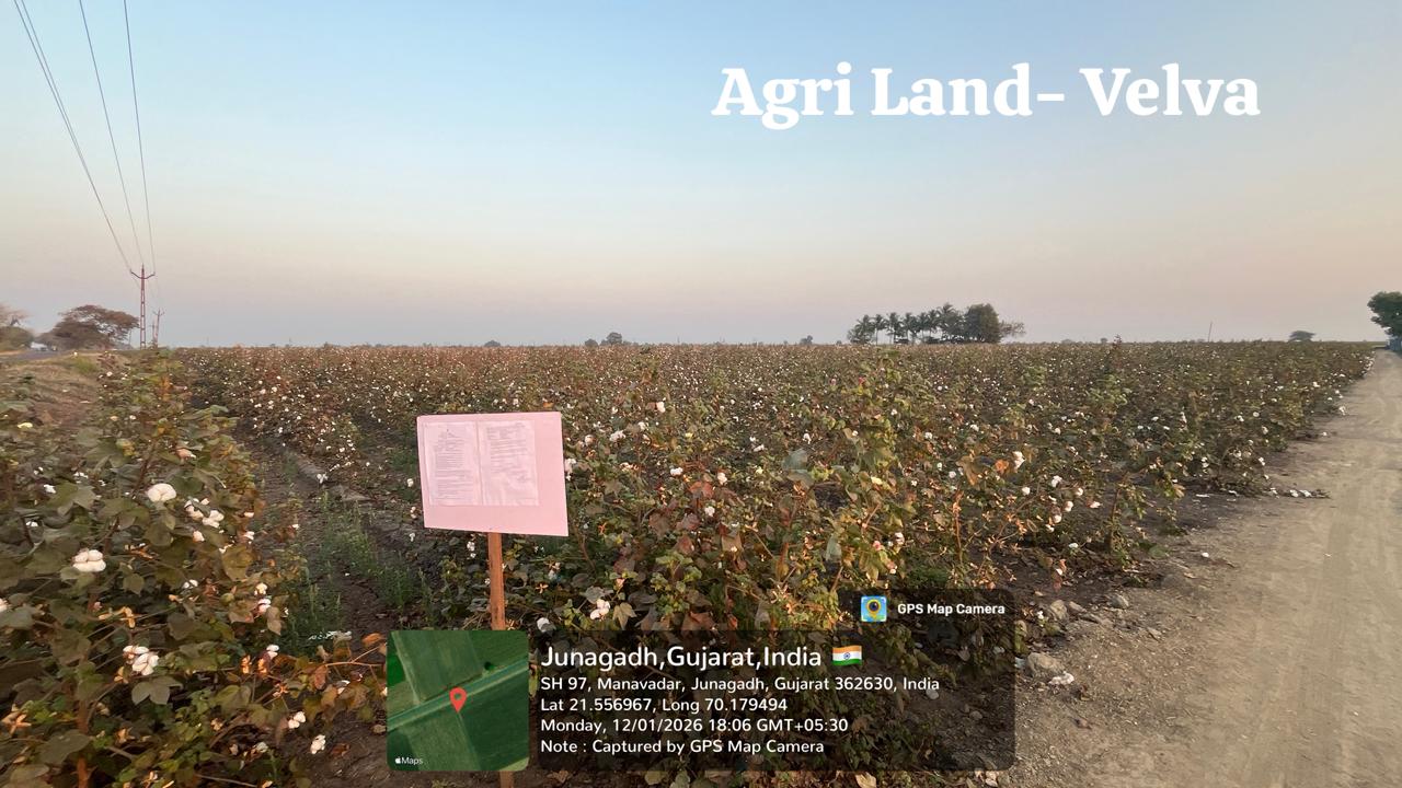 Agriculture Land for Sale in Velva, Ta. Manavadar, Kodinar