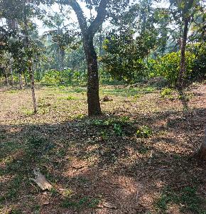 Plot for Sale in AJJIBETTU VILLAGE, Sulya