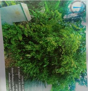 Plot for Sale in Kodur