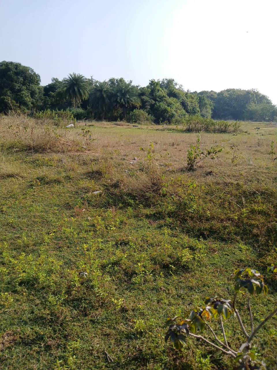) Plot for Sale in KANISI BERHAMPUR, Berhampur