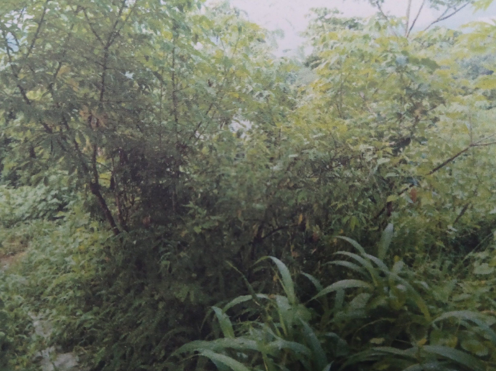 Plot for Sale in Rangvamual, Aizawl