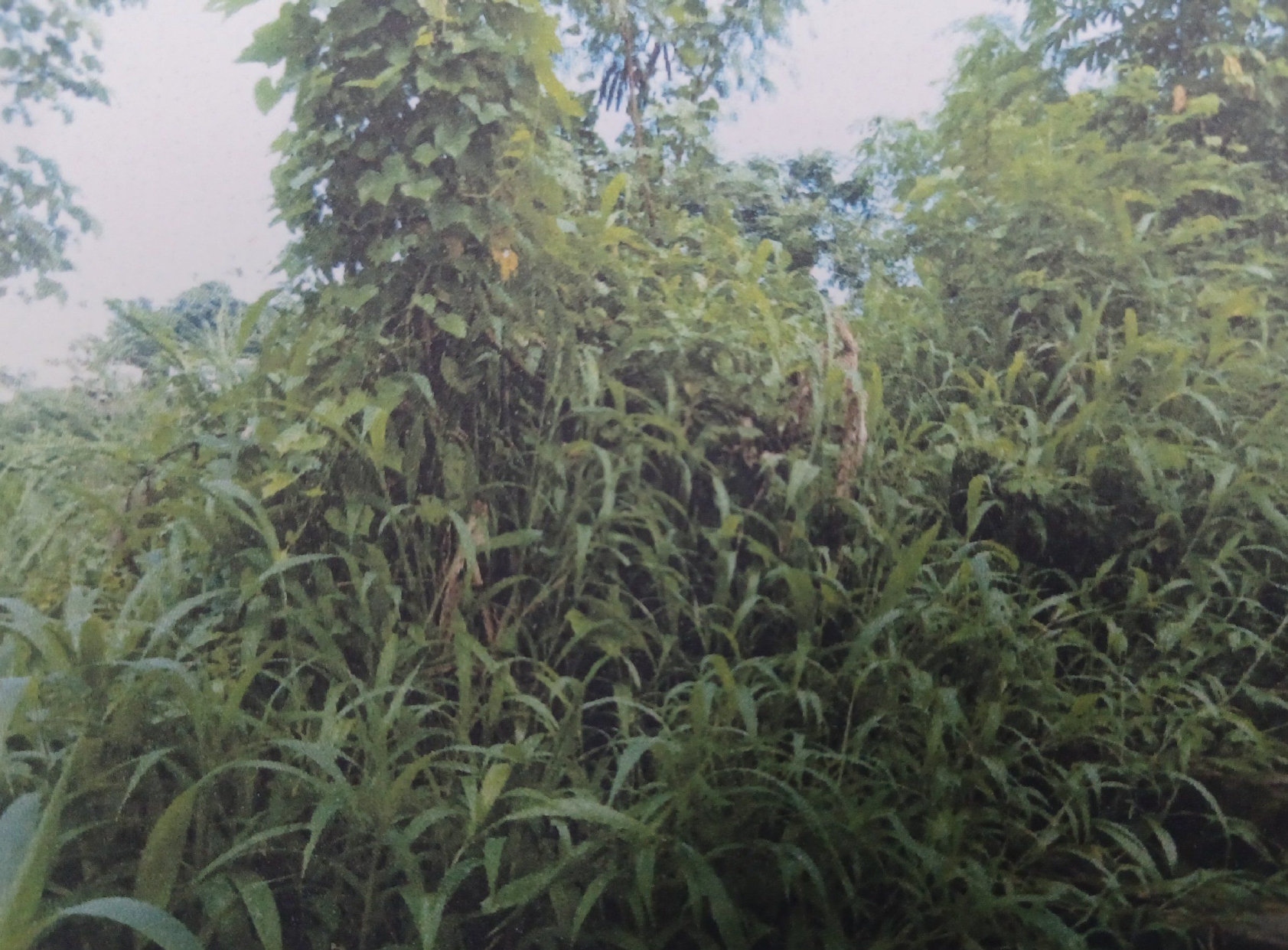 Plot for Sale in Rangvamual, Aizawl