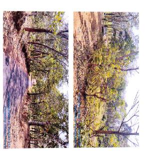 LAND for Sale in Kollam