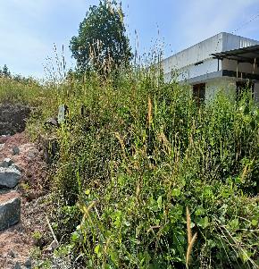 Individual House for Sale in Edathala