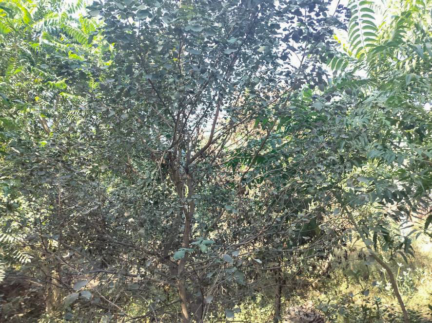 Industrial Plot with Factory Building for Sale in Jaipur