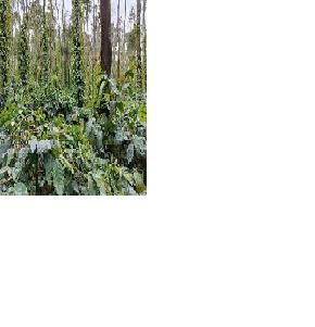 Agriculture Land for Sale in Hassan