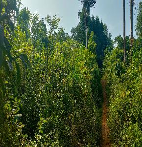Residential converted land for Sale in Badagaulipady