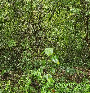 Plot for Sale in Navoor