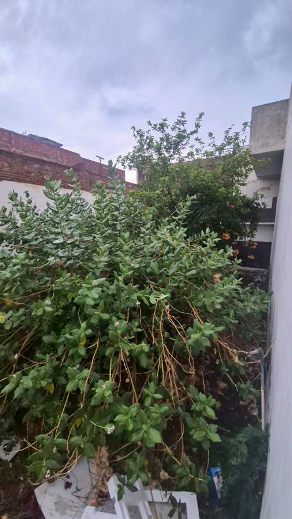 Individual House for Sale in Rampura Phul, District Bathinda, Bathinda