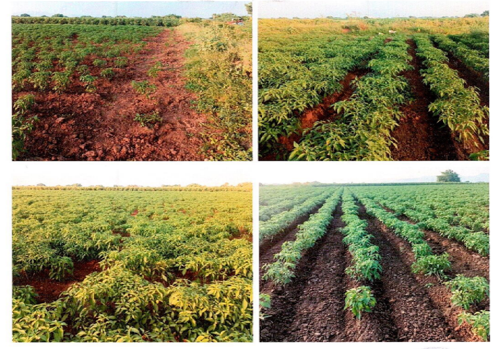Plot for Sale in Guntur
