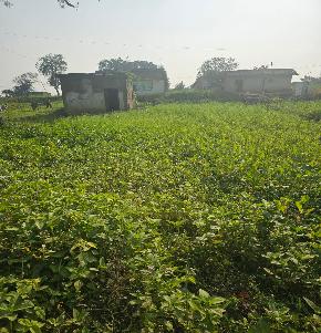 Plot for Sale in Singrauli, Singrauli