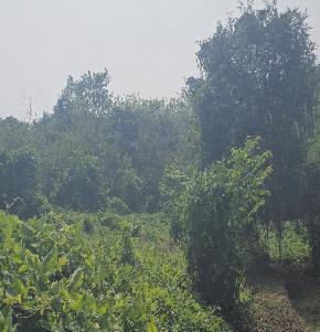 LAND for Sale in KILLANNUR VILLAGE, Killannur