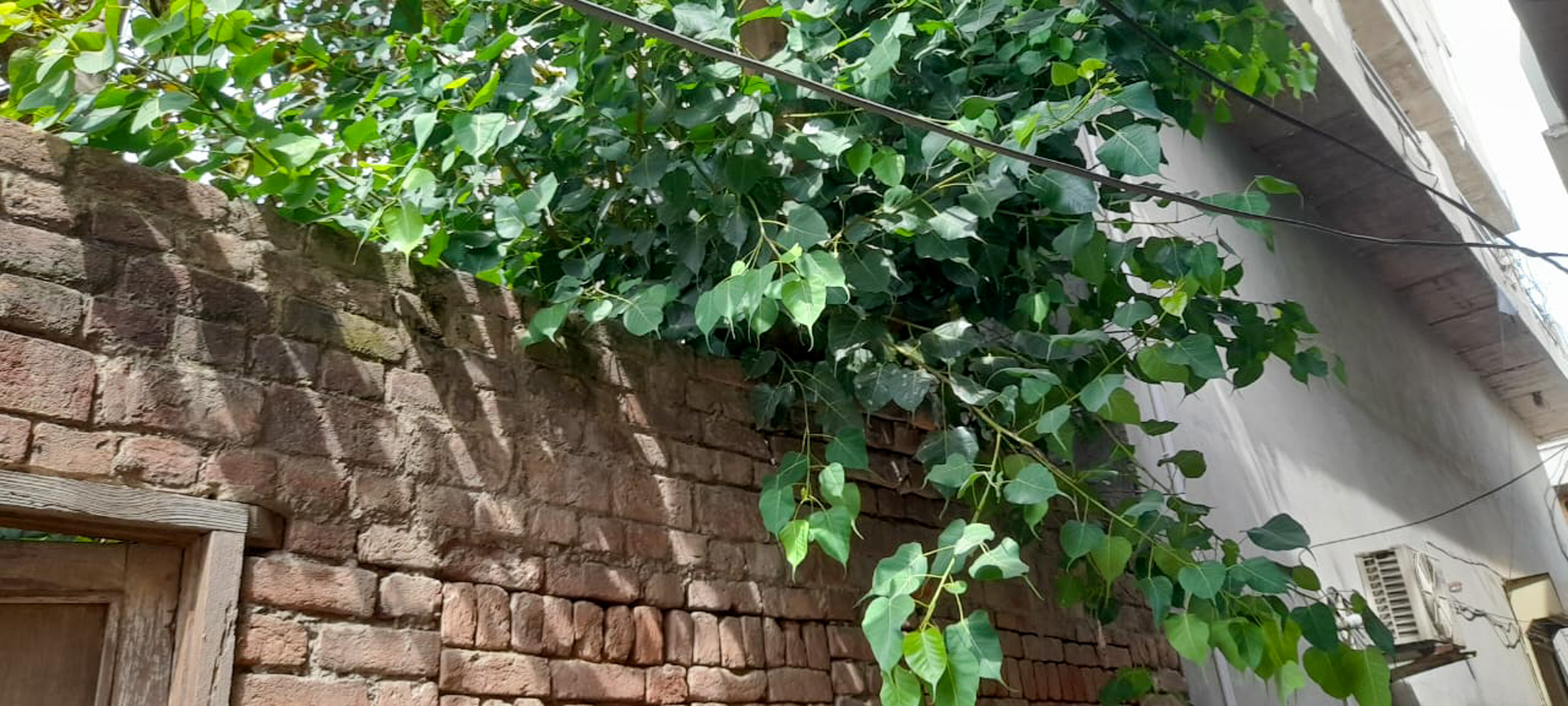 Individual House for Sale in Jalalabad